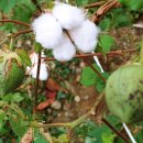 구사마을 이미지