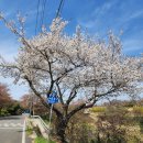 송포민박 | 사천가볼만한곳 벚꽃명소 선진리성 사천 실안 카페 제이하우스커피 오션뷰 카페 추천