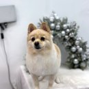 애견샵 컬리독 | 군포 애견미용 컬리독에서 견생 첫 물개컷 후기