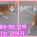채널-89 이미지