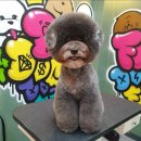 도그핏애견샵 이미지