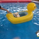 양재천사유치원 | 일상블로그 - 혼자두면장판뜯어서차린개카페