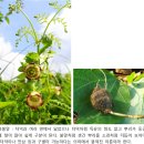 (山 바보) 20. 풀 그리고 나무 - 원칙이 딱 서 있는 덩굴식물 이미지