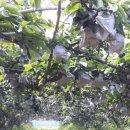 풍성농원 이미지