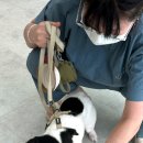 펫 가디언 이미지