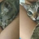 고양이집사 이미지