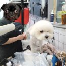 크러쉬 푸들 이미지