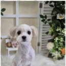 우리동네 펫샵 이미지