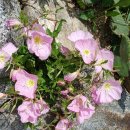 풍산시장 이미지