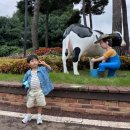 안성목장 | 35개월 아기랑 안성팜랜드 후기_체험목장_전동자전거_코스모스