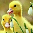 봄마중(2월에는) 이미지