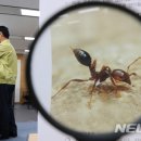 불개미 티브이데일리