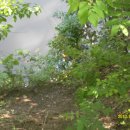 자인반점 이미지