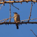 참중나무 이미지