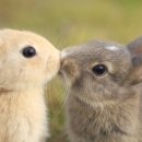 두마리토끼 이미지