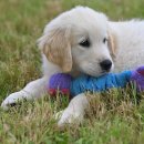 우리 강아지 이미지