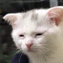 비전크루 | [코리안 드림 크루] 발대식 후기