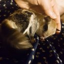 나린그루밍 이미지