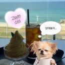 백야 - 송파구 오금로13길 22 | 강릉#17 사근진해변 근처대형카페 <백야커피> 취재 후기