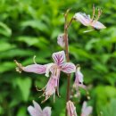 봉삼약초농장 이미지