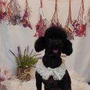 살랑살랑 펫미용 이미지