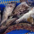 무기수산좌대낚시터 이미지