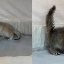 도그마루 강아지고양이 청주점 이미지