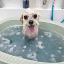 아뭉아뭉 반려견 미용실 이미지