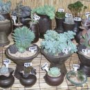 다육세상 이미지