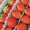 조양농원 이미지