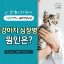 나은 강아지나라 이미지