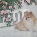 댕댕이 미장원 이미지