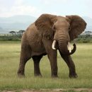 그래서 이대호 100명 vs 아프리카 코끼리 누가 이김? 이미지