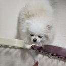 버블그루밍 이미지