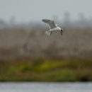 제비 갈매기( Forster's tern) 이미지