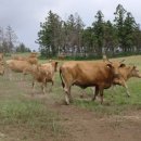 녹원목장 이미지