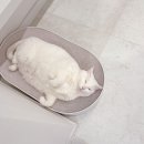 BK심장동물병원 | [왕십리 동물병원] BK심장동물병원 고양이 심장병 예방을 위한 심장바이오마커검사 후기