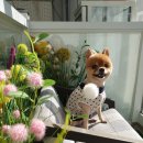 몽스샵