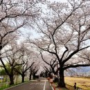 프로테크 | 경주 안강 벚꽃길 추천 🌸 풍산금속 벚꽃길 다녀온 후기 (주차/꿀팁)