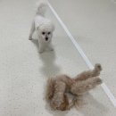 청주 애견유치원 꼬리흔들개Lucky | 청주강아지유치원 꼬리흔들개Lucky에서의 특별한 하루