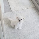 고려동물병원 미용실 이미지