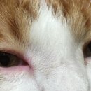 고양이눈 이미지