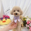 안다펫살롱 이미지