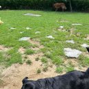 상모리-32 | 제주 대형견 여행지도 2025 | 진짜 동반 가능한 숙소·카페·식당 총정리