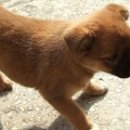 오깡주 이미지