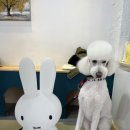 환해지개 | 깔끔한 케어의 대전애견미용 환해지개