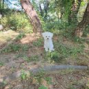 니멍내멍 이미지