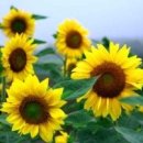 좋은생각 이미지