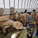 치명농장 이미지