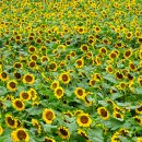 Follow the sunflower field... 이미지